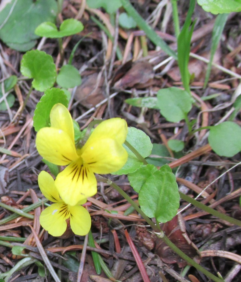 Evergreen Violet photo 2