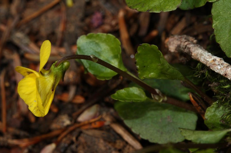 Evergreen Violet