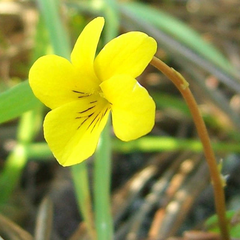 Evergreen Violet photo 3