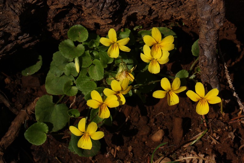 Evergreen Violet photo 4