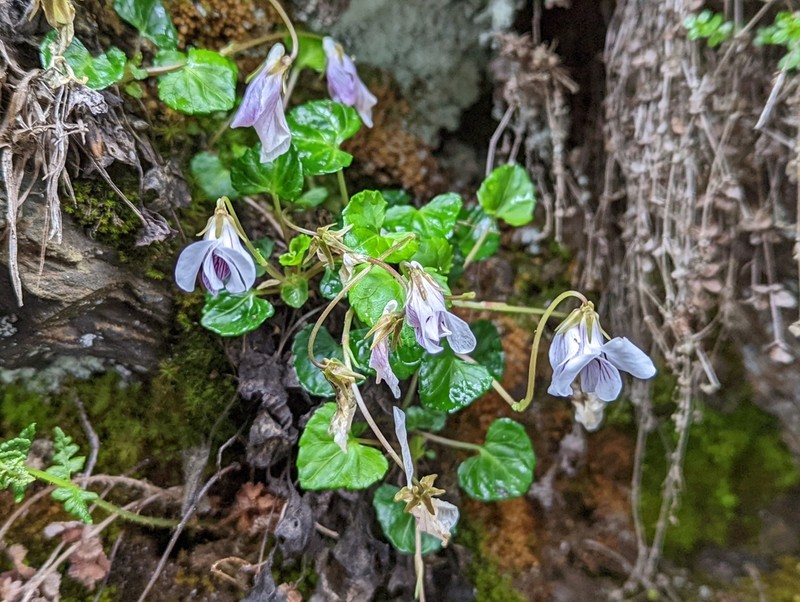 Viola senzanensis photo 2