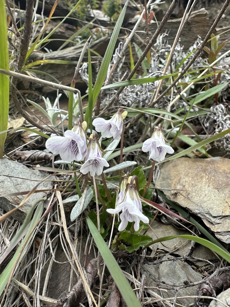 Viola senzanensis photo 3