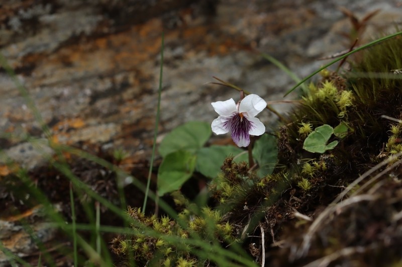 Viola senzanensis photo 4