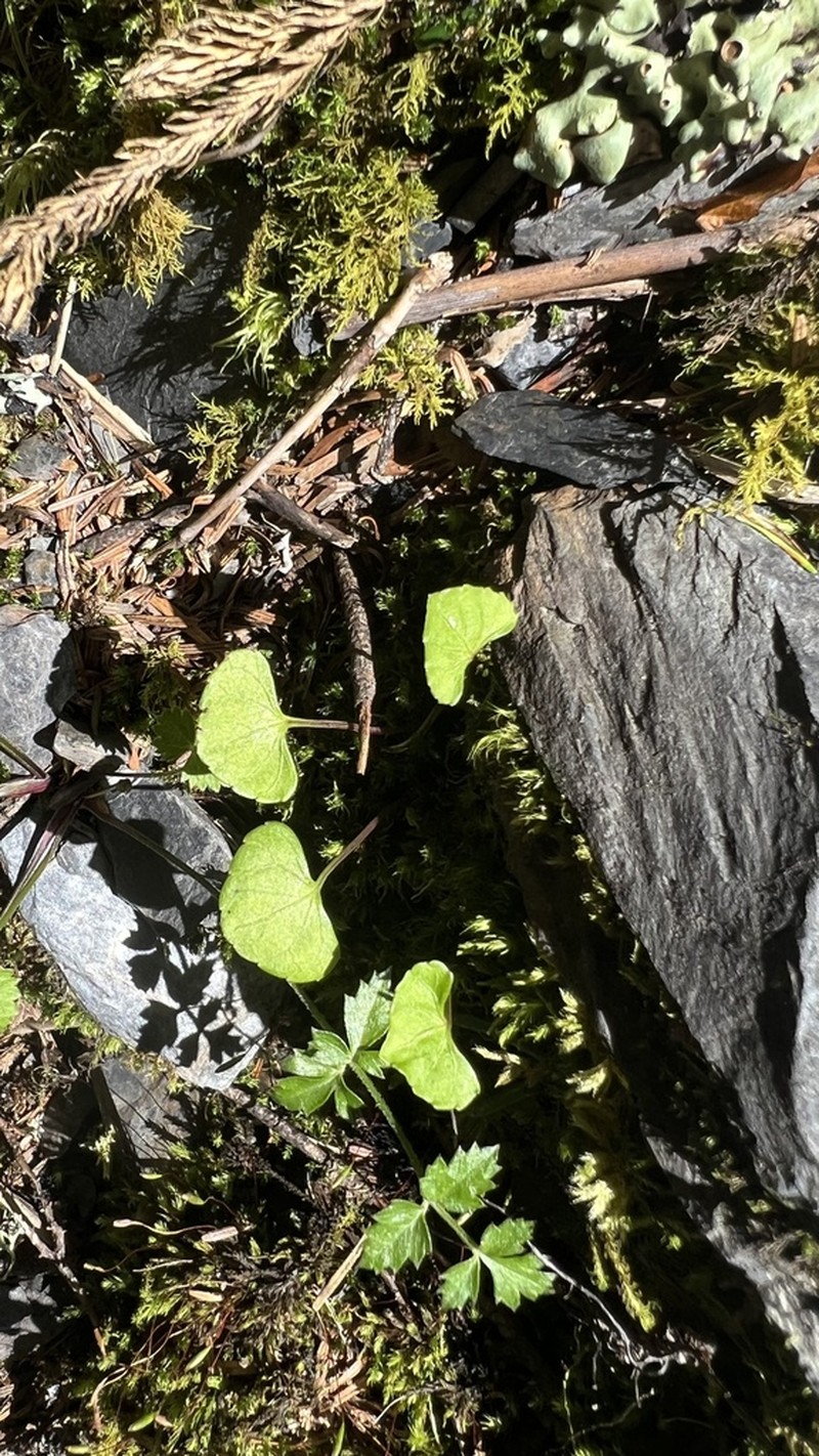 Viola senzanensis photo 5