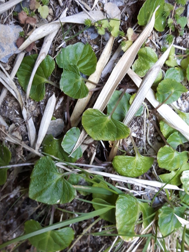 Viola senzanensis photo 6