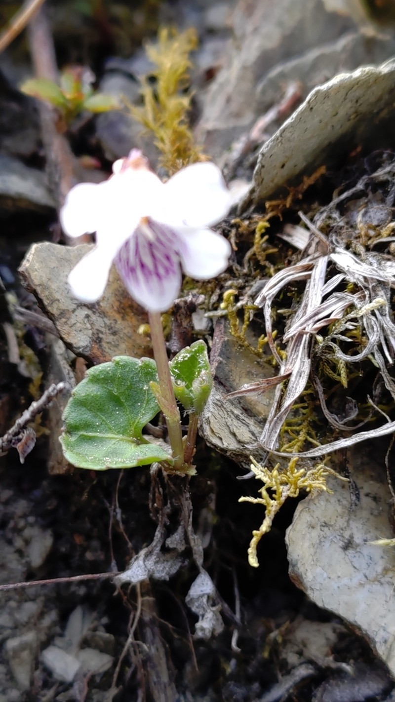 Viola senzanensis photo 7