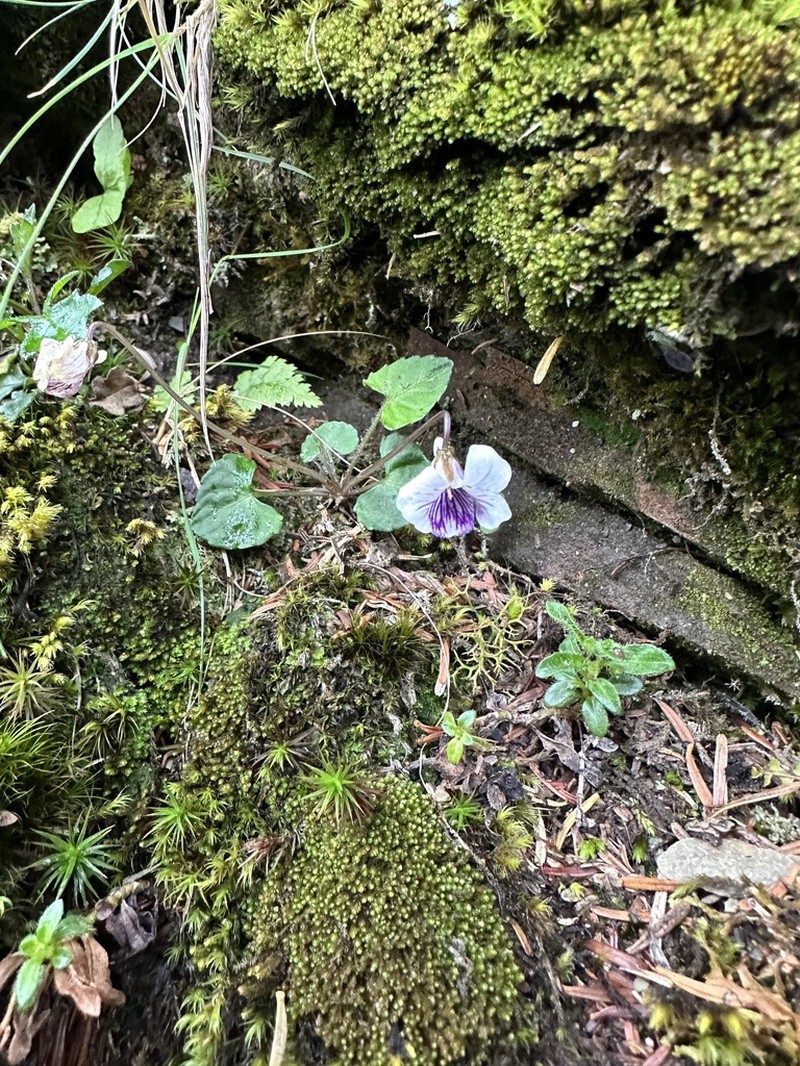 Viola senzanensis photo 8