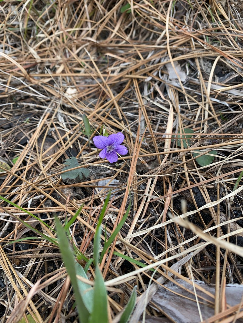 Southern Coastal Violet photo 2