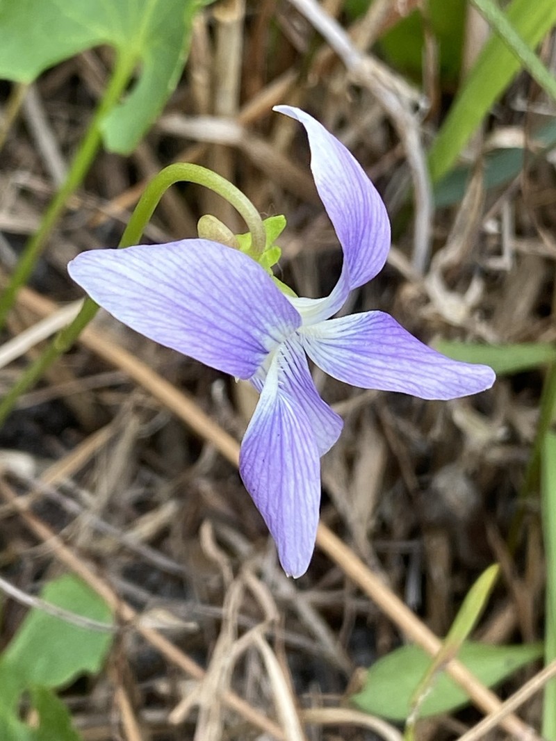 Southern Coastal Violet photo 3