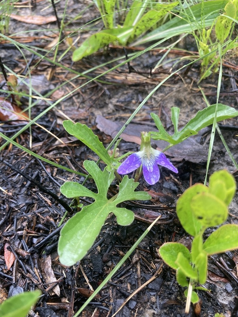 Southern Coastal Violet photo 4