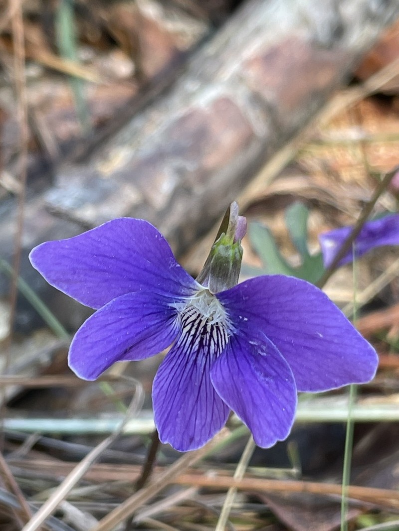 Southern Coastal Violet photo 5