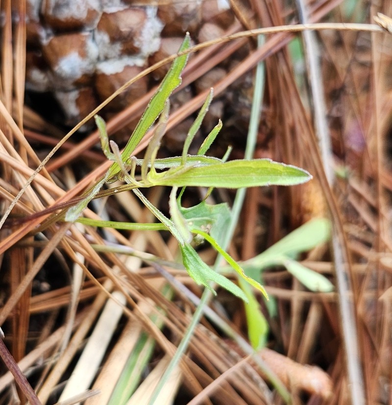 Southern Coastal Violet photo 6