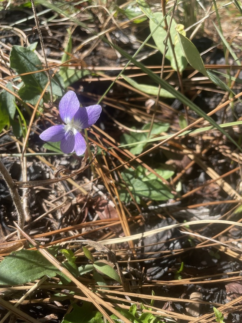 Southern Coastal Violet photo 7