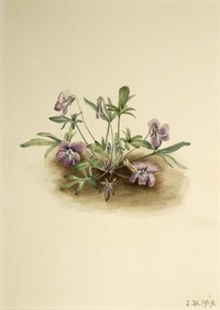 Southern Coastal Violet