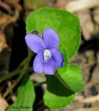 Northern Woodland Violet