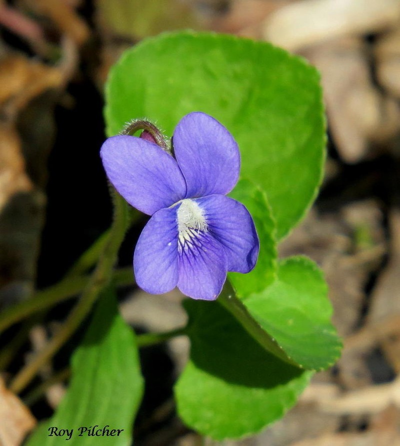 Northern Woodland Violet