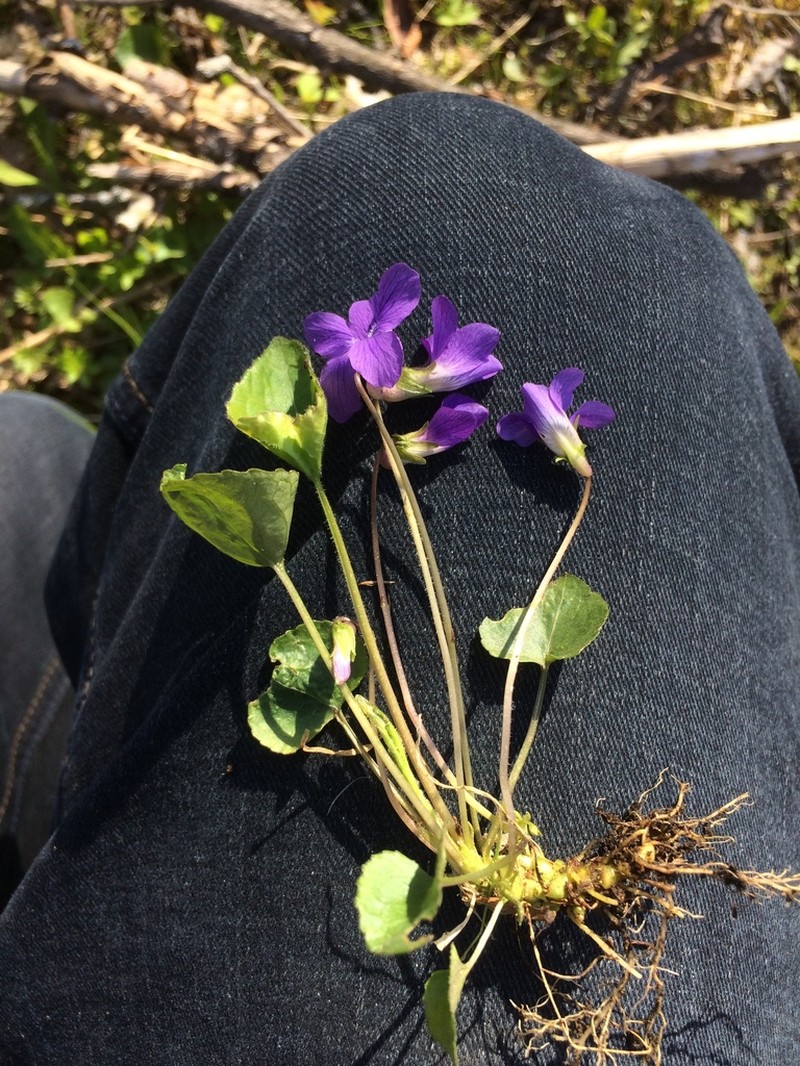 Northern Woodland Violet photo 2