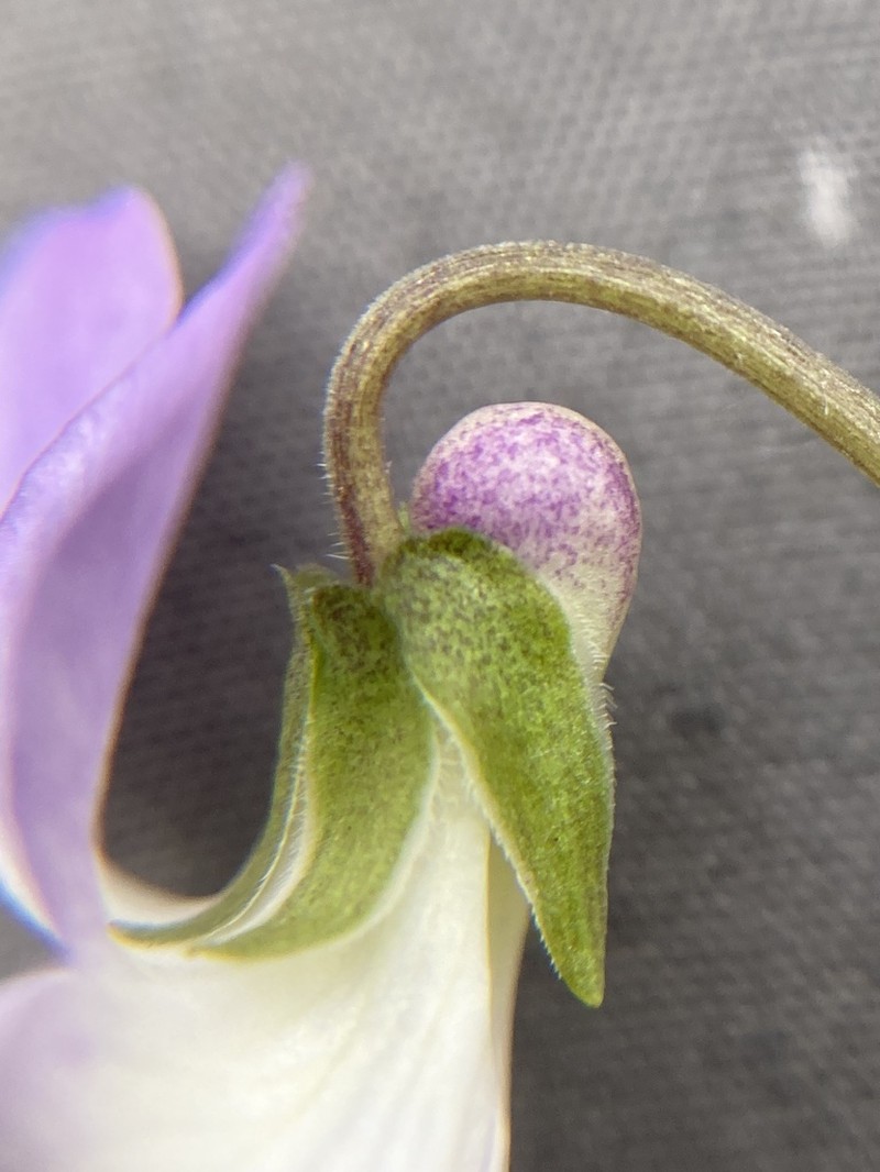 Northern Woodland Violet photo 3