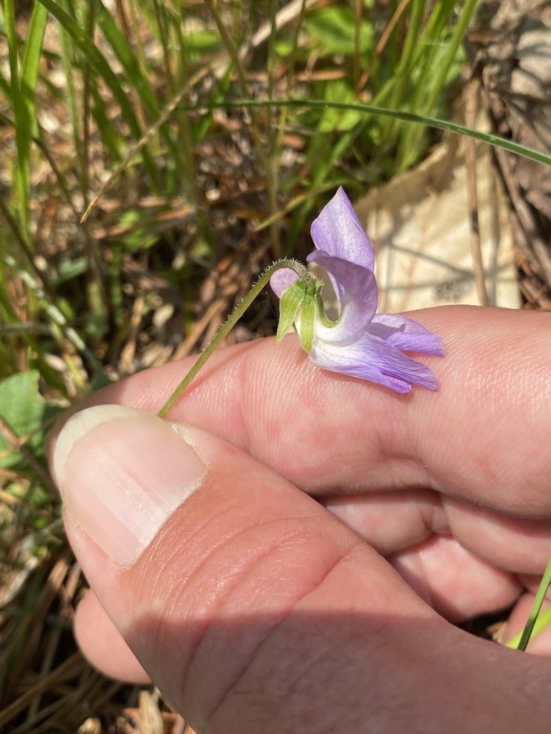 Northern Woodland Violet photo 4