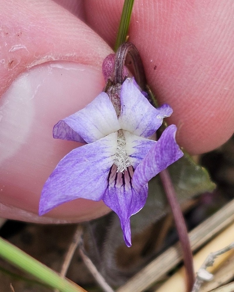 Northern Woodland Violet photo 5