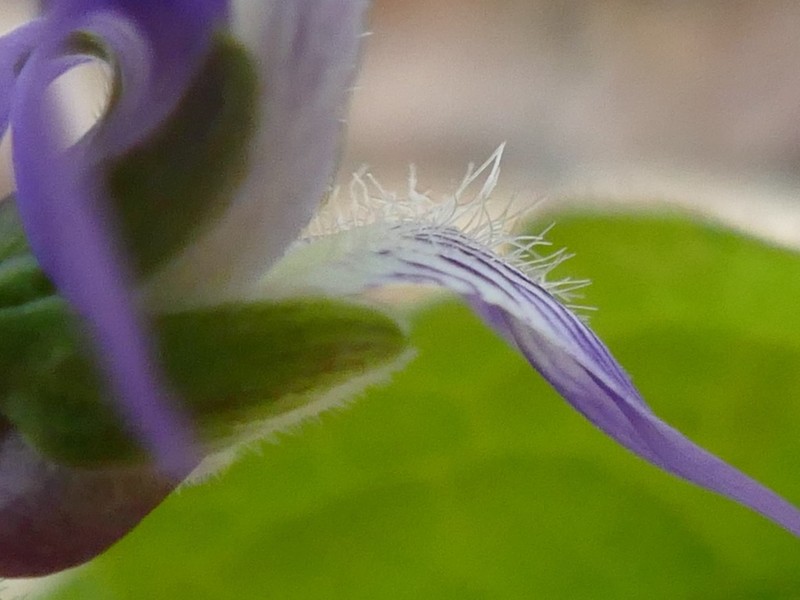 Northern Woodland Violet photo 6