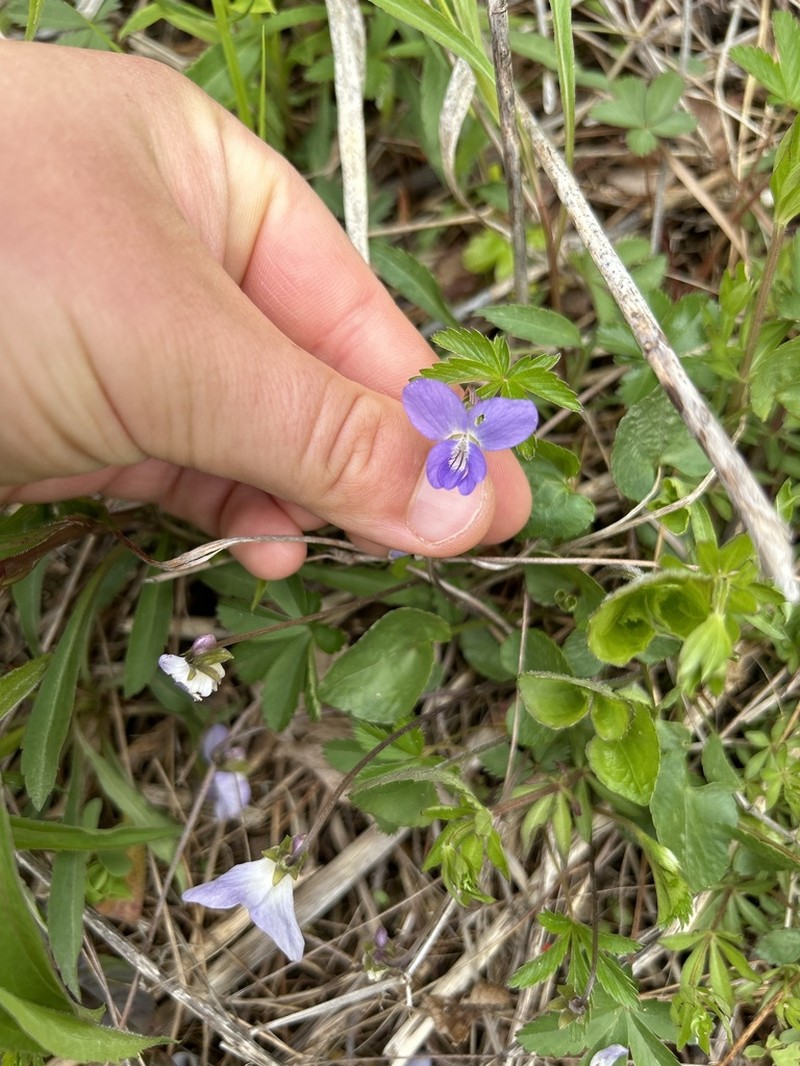 Northern Woodland Violet photo 7