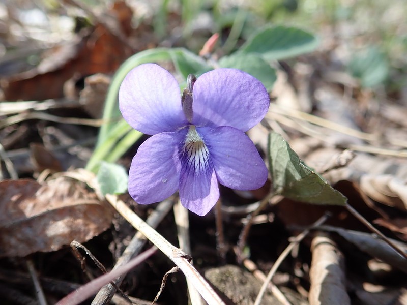 Northern Woodland Violet photo 8