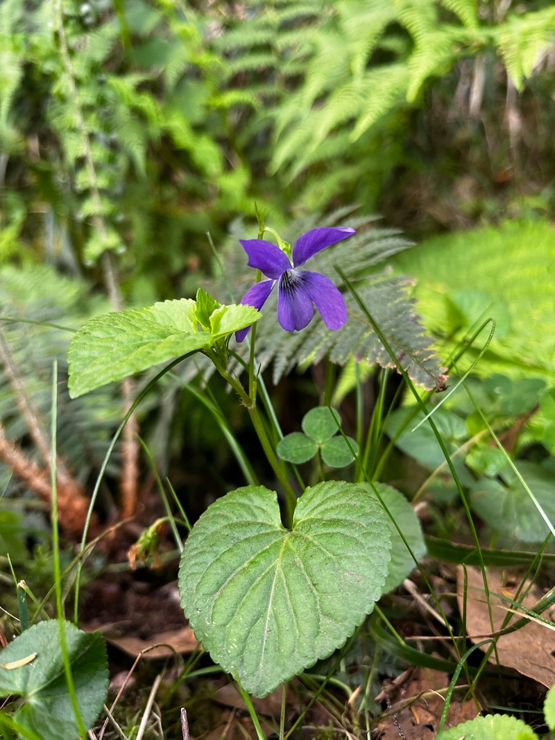Viola sequeirae