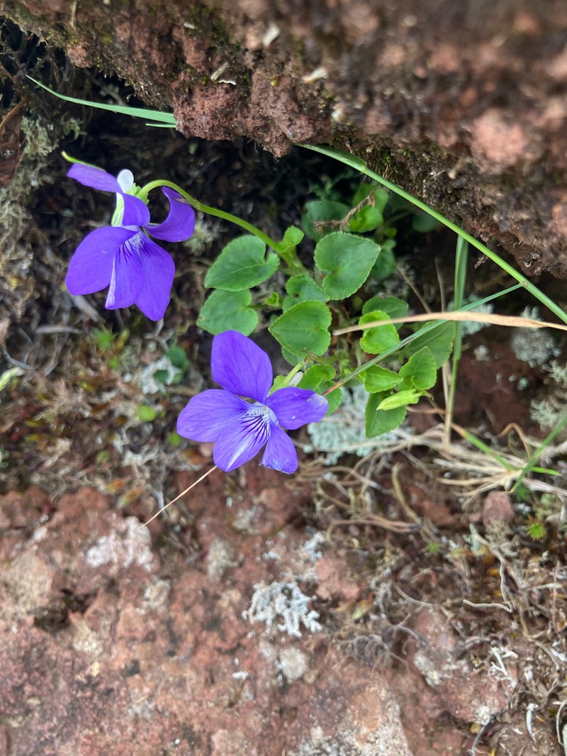 Viola sequeirae photo 2