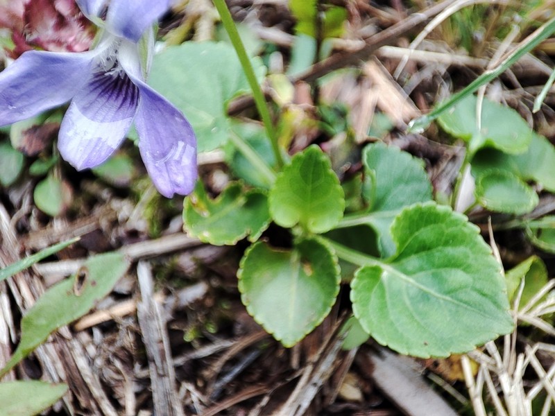 Viola sequeirae photo 4