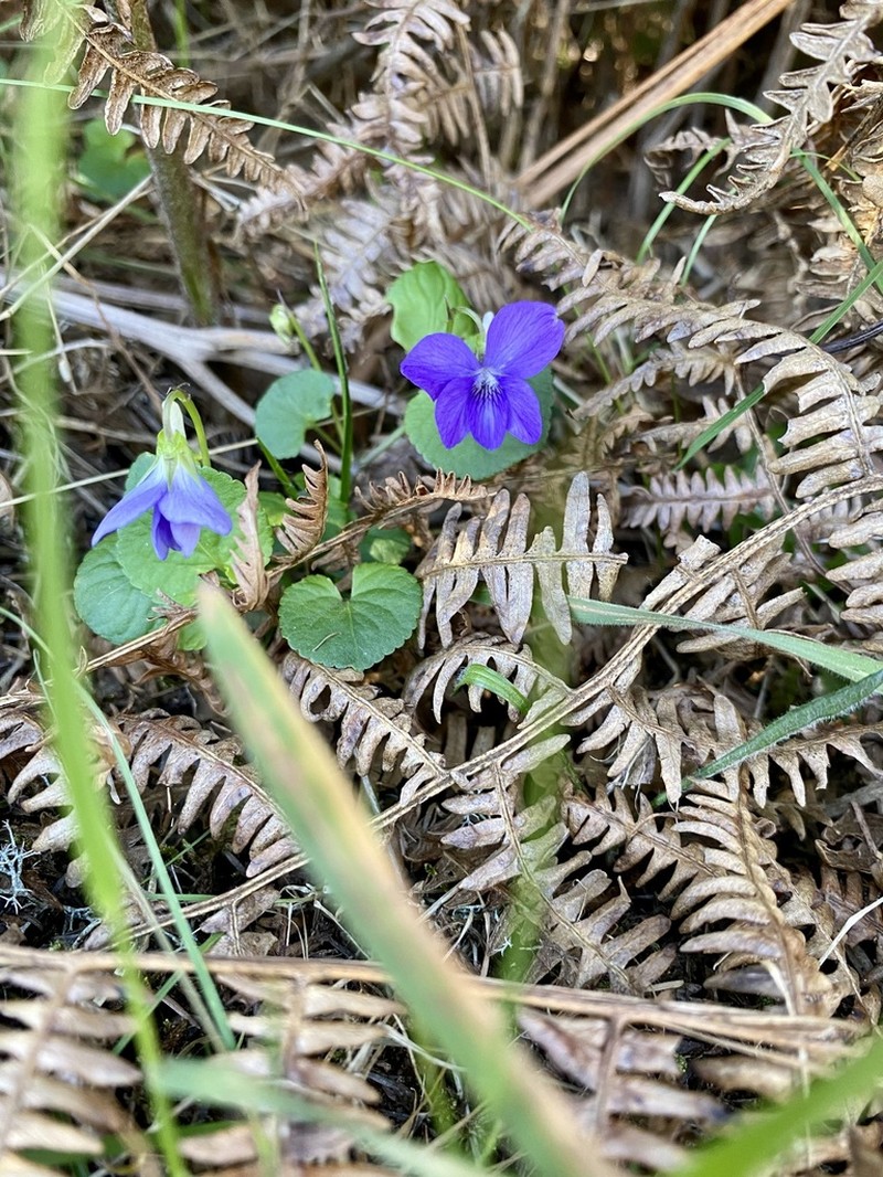 Viola sequeirae photo 5