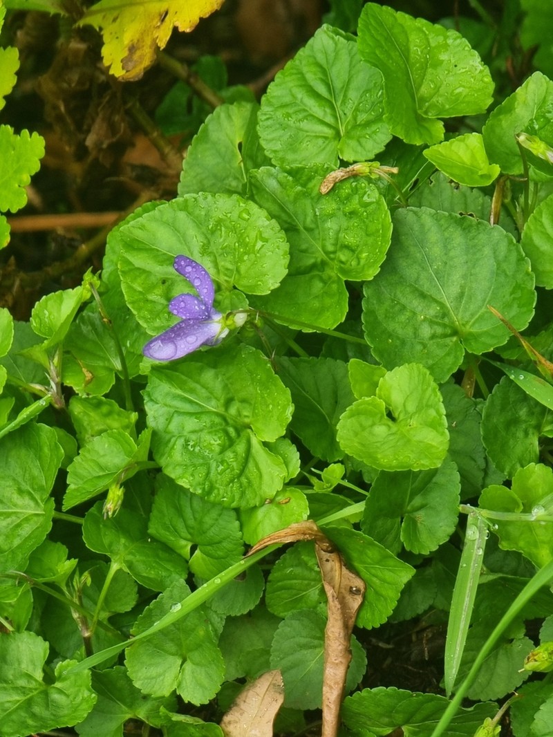 Viola sequeirae photo 6