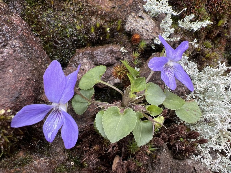Viola sequeirae photo 7