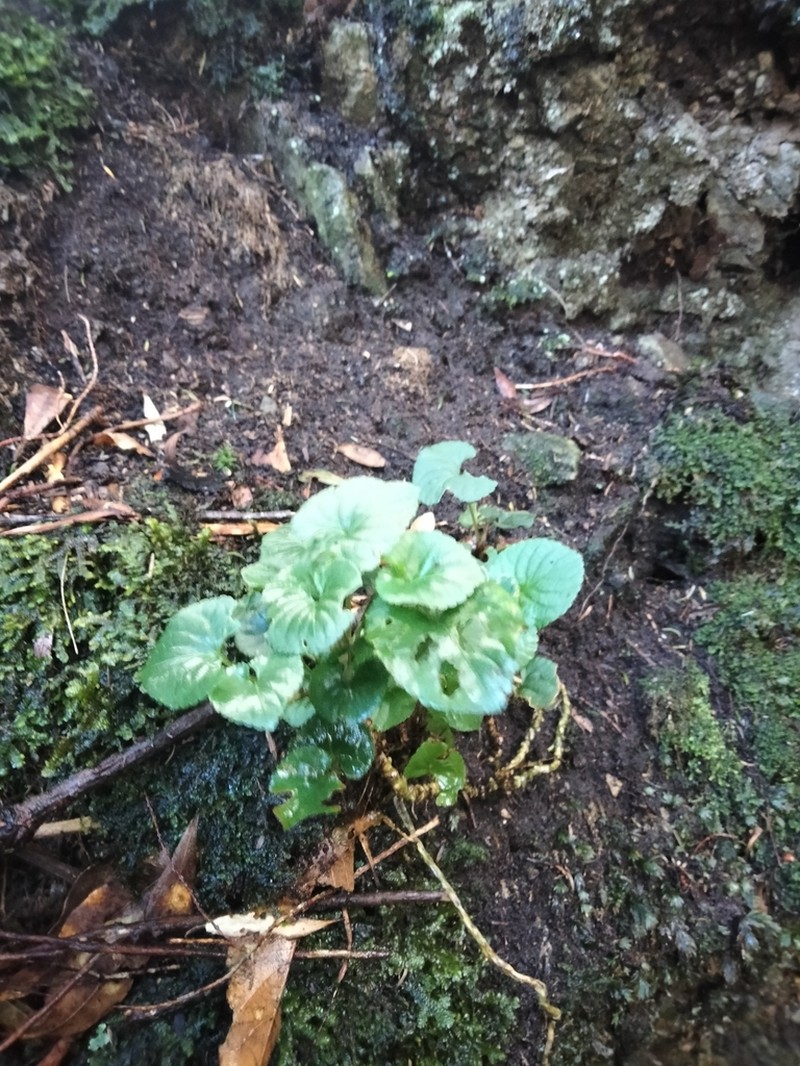 Viola sequeirae photo 8