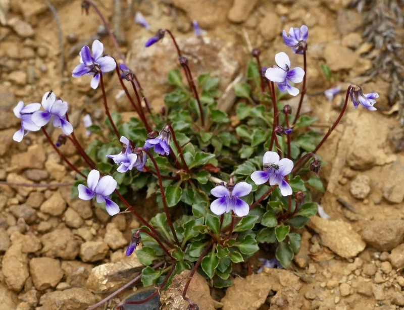 Viola serpentinicola