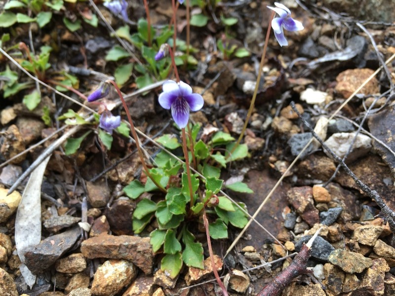 Viola serpentinicola photo 2
