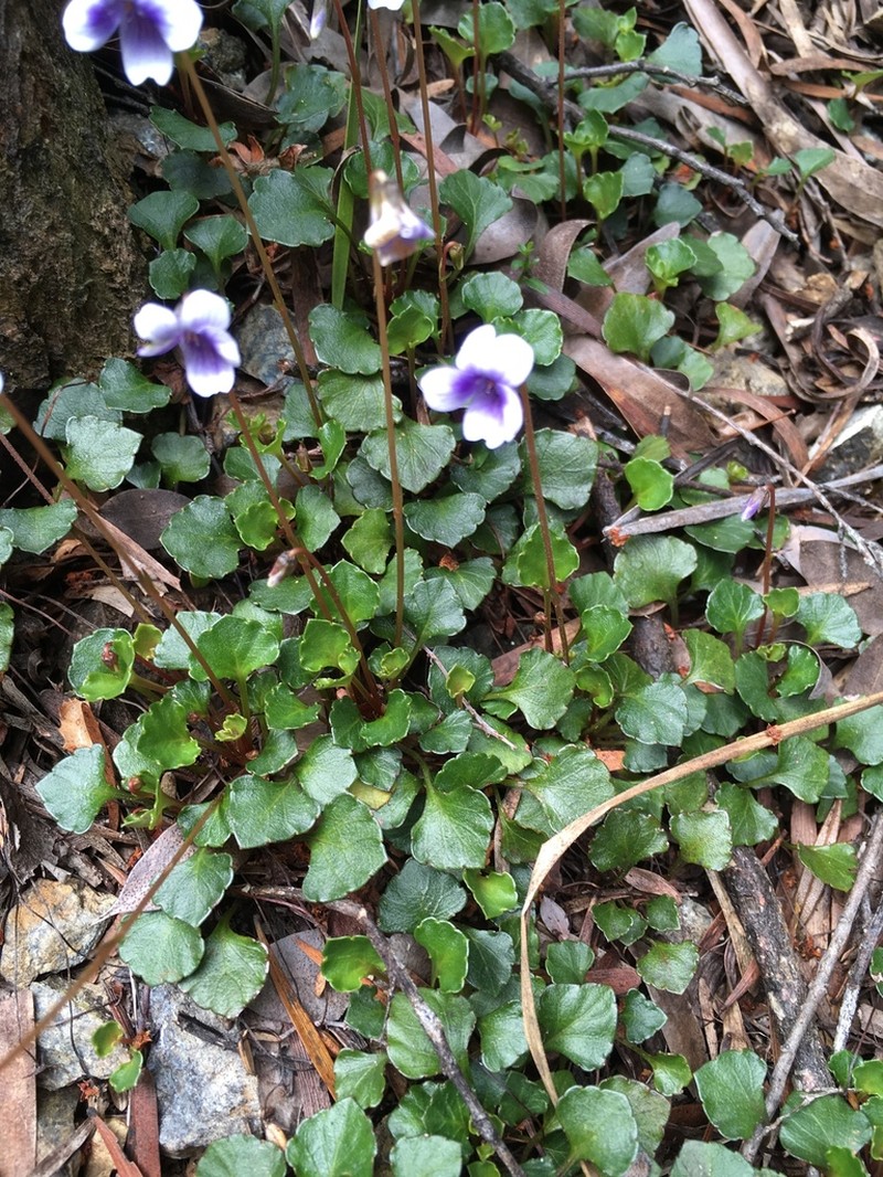 Viola serpentinicola photo 3
