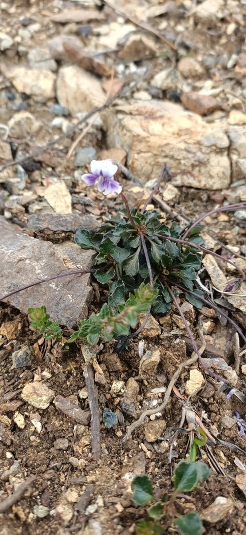 Viola serpentinicola photo 4