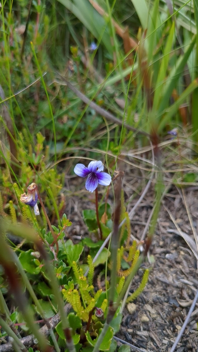 Viola serpentinicola photo 5