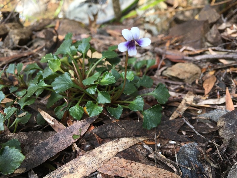 Viola serpentinicola photo 6