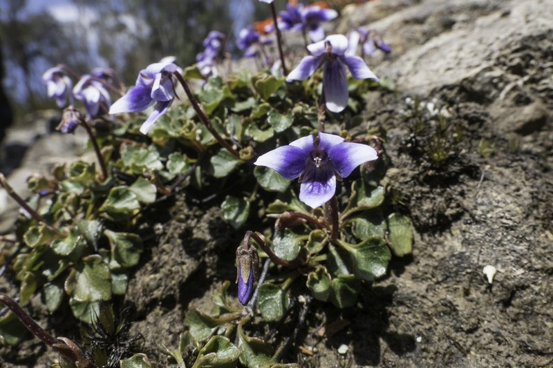 Viola serpentinicola photo 7