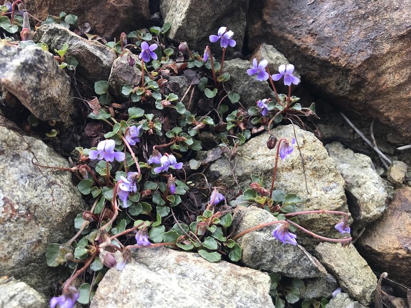 Viola serpentinicola photo 8