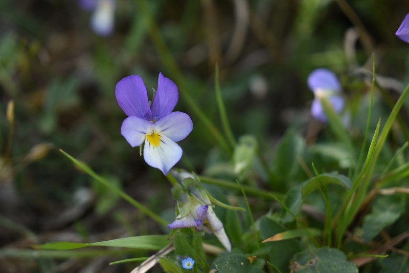 Viola serresiana