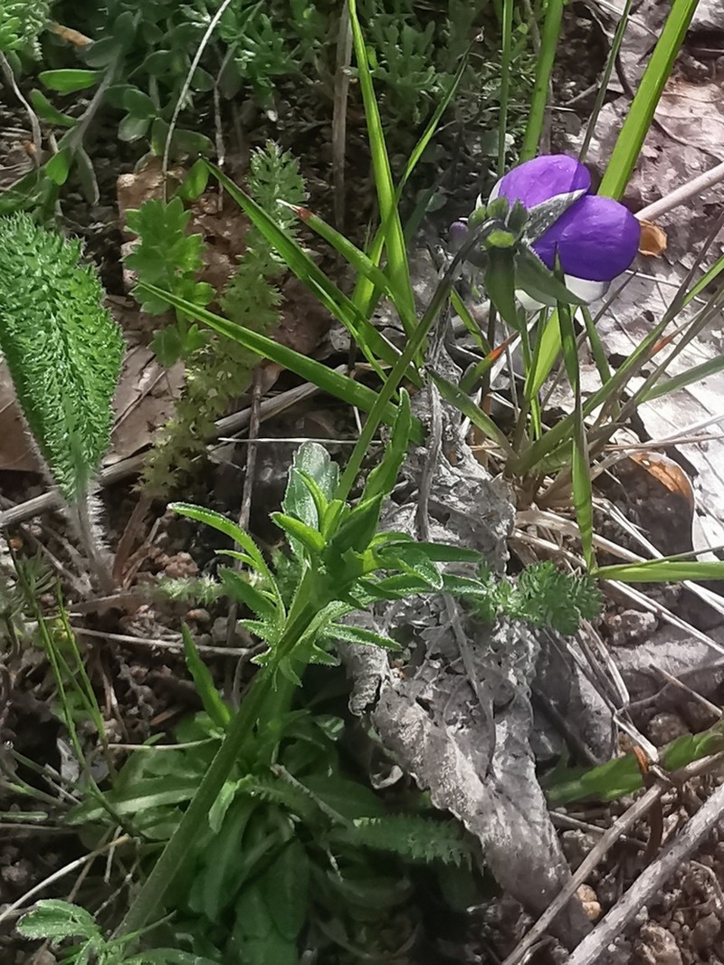 Viola serresiana photo 2