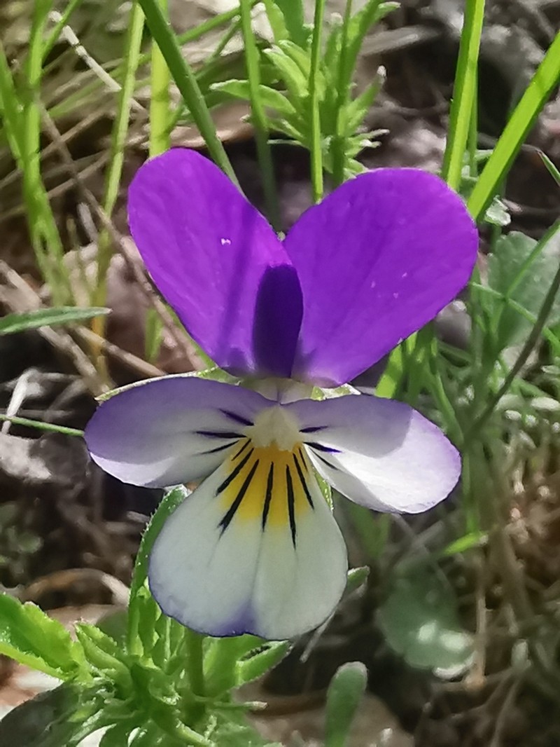 Viola serresiana photo 3