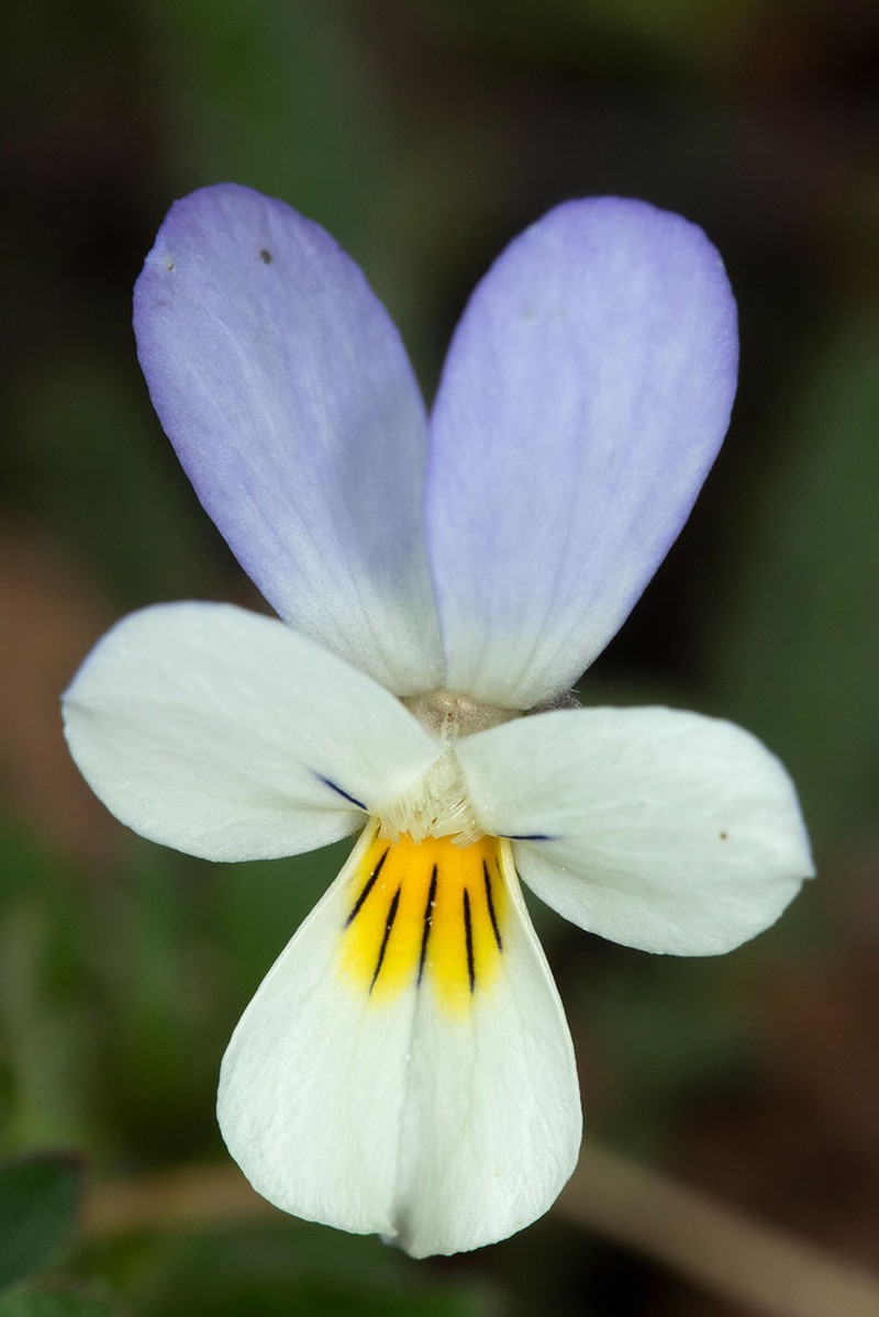 Viola serresiana photo 4