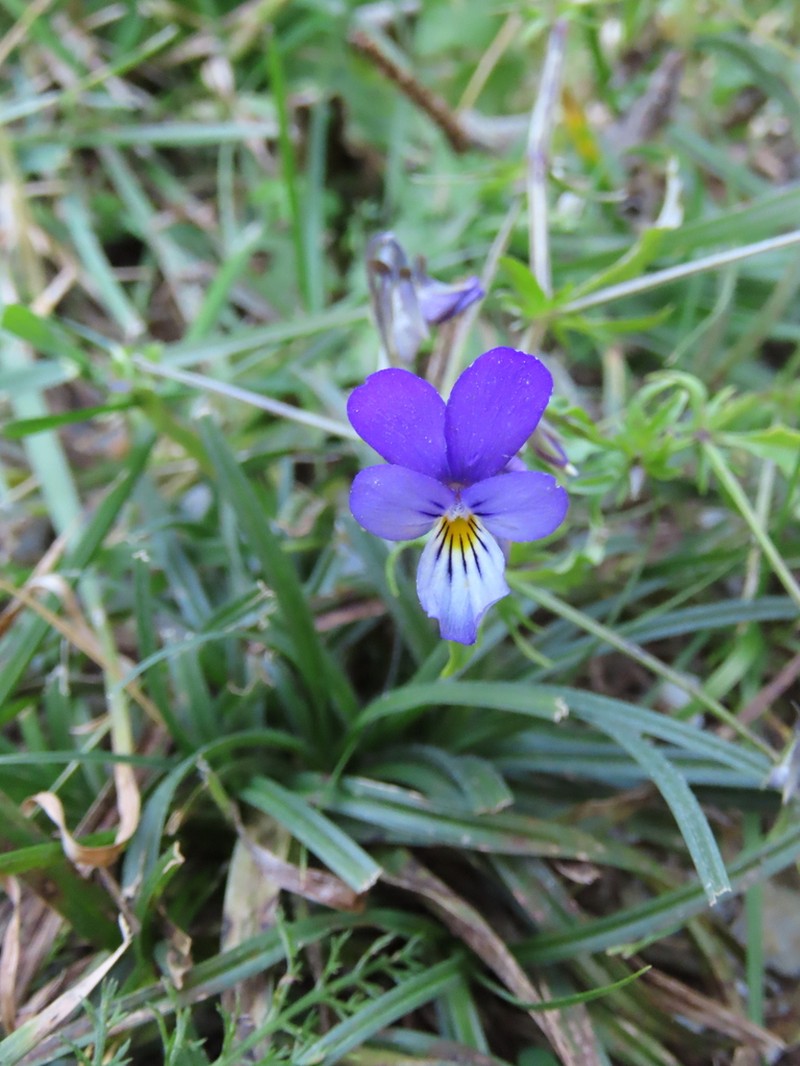 Viola serresiana photo 5