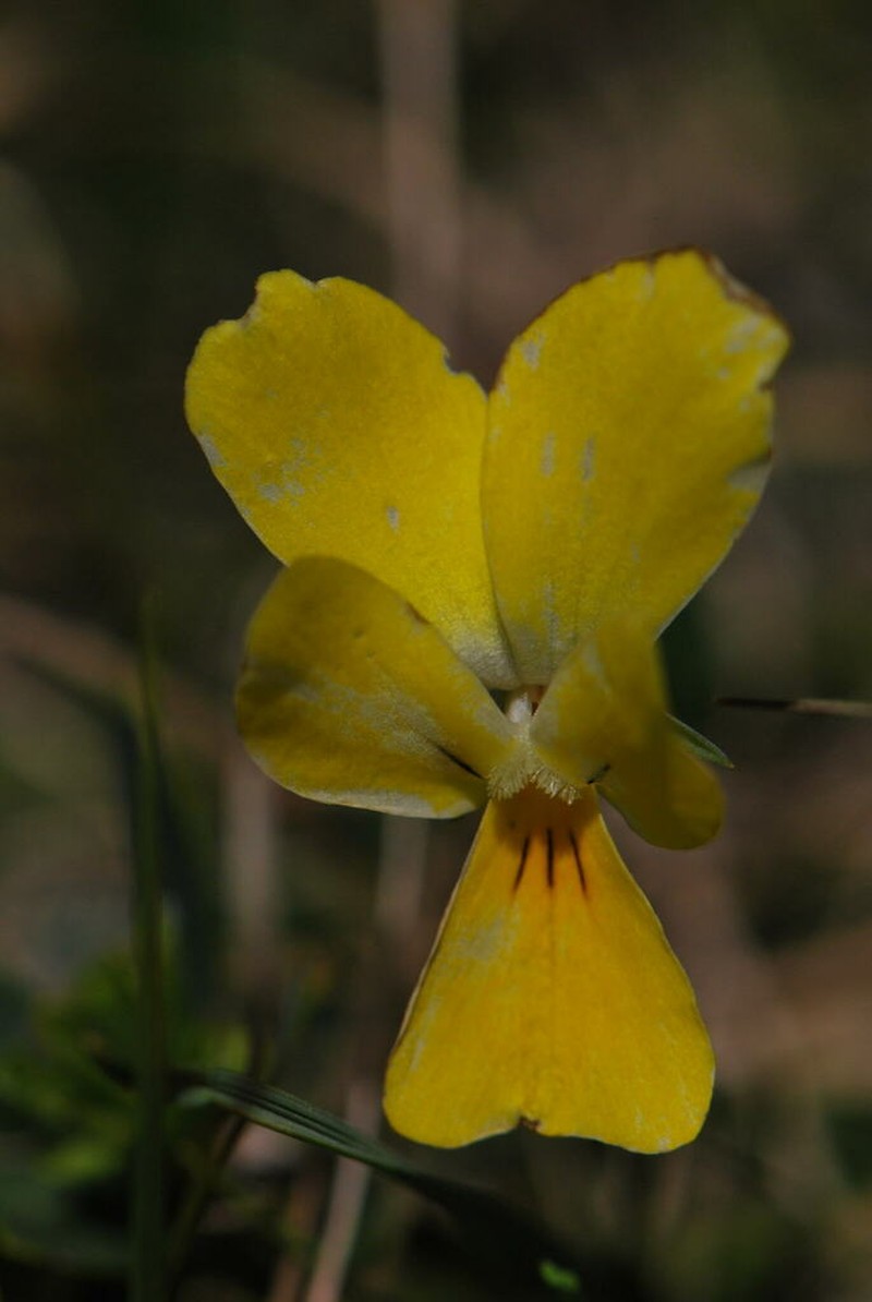 Viola sfikasiana