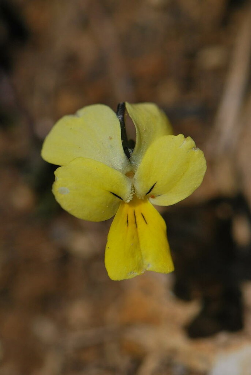 Viola sfikasiana photo 2