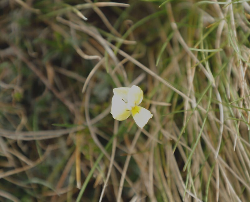 Viola sfikasiana photo 3